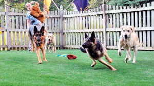 El césped artificial y los perros